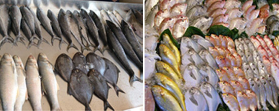 Fish